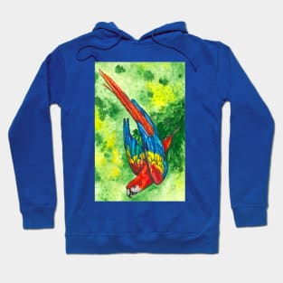 Scarlet Macaw Hoodie